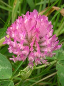 Vermont State Flower | Red Clover