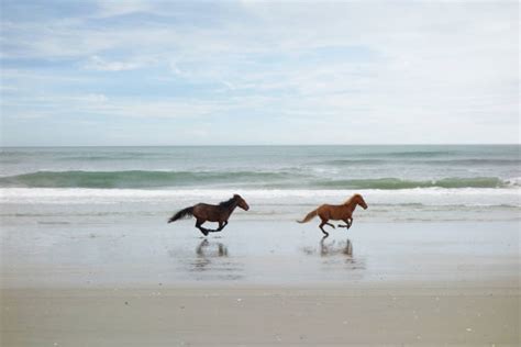 Wild Horses Running On The Beach Stock Photos, Pictures & Royalty-Free ...