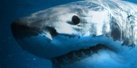 10 Great Shark Documentaries To Watch This Summer