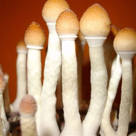 Stropharia - Cubensis-Spores.com