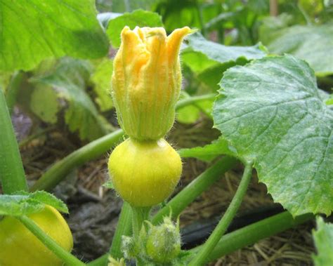 GardensOnline: Cucurbita pepo