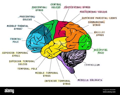 Illustration de l'anatomie du cerveau humain sur fond blanc. Idéal pour ...