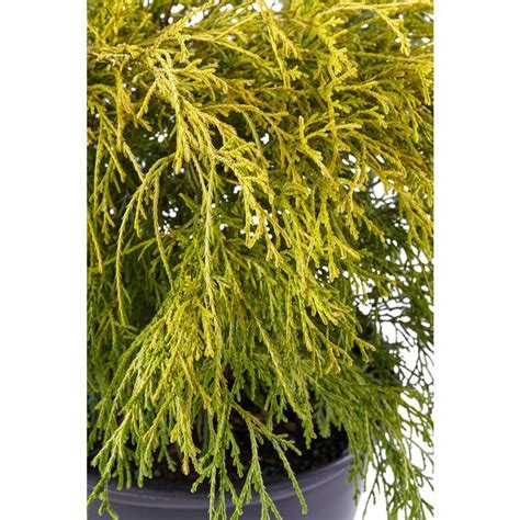 2.25 Gal. Gold Mop Cypress Shrub with Golden Foliage 14815 - The Home ...