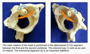 Cervical Spine Rotation - The Chiropractic Centre: Bristol