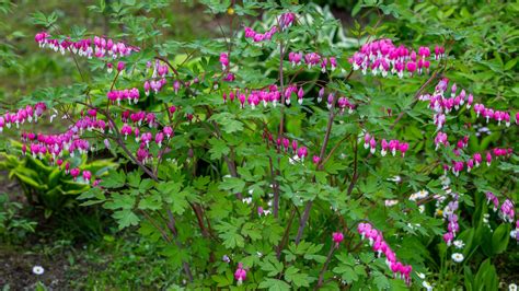 Bleeding Heart Flowers: Planting, Growing, and Caring for Bleeding Hearts