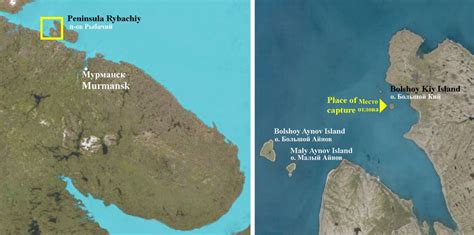 The place of capture of Halichoerus grypus pups, Bolshoy Kiy Island ...