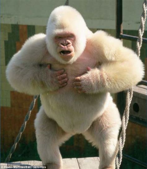 World's only albino gorilla lost his colour - and ultimately died ...