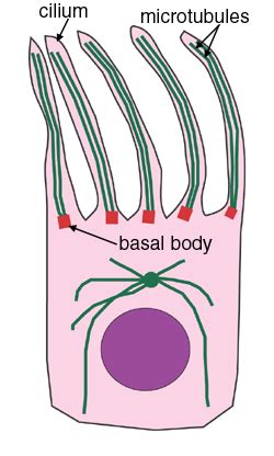 Epithelia: The Histology Guide