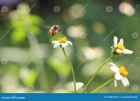 Indian Honey Bee on Weed Flower Stock Image - Image of green, weed ...