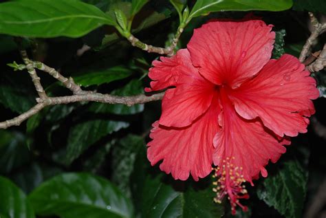 Gumamela (Hibiscus rosa-sinensis Linn) | Gumamela is a shrub… | Flickr