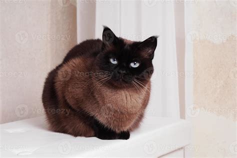 purebred siamese or thai cat 7291591 Stock Photo at Vecteezy