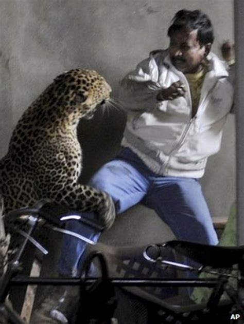 Leopard in deadly attack in Indian city of Guwahati - BBC News