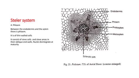 Psilotum | PPT