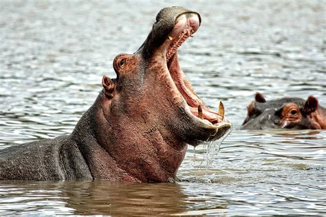 Top 15 Hippopotamus Facts - Ancestry, Diet, Habitat & More | Facts.net