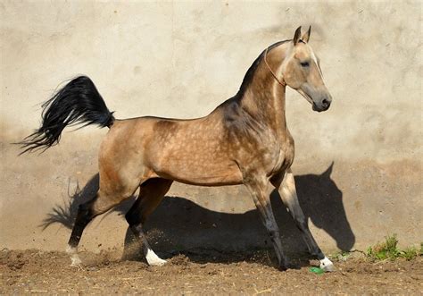 Akhal Teke Horse Info, Colors, Temperament, History, Pictures | Horse ...