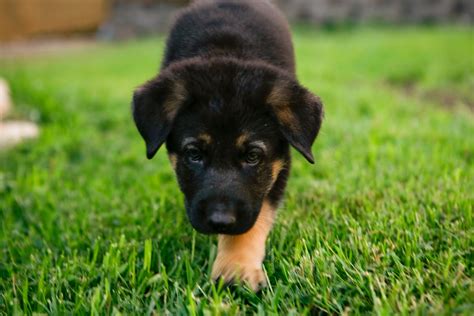 Cute Puppy Dogs: german shepherd puppies