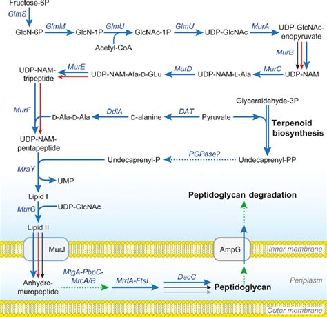 Peptidoglycan Biosynthesis