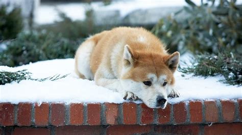 Hachiko, 3 Lessons from the Worlds most Loyal Dog