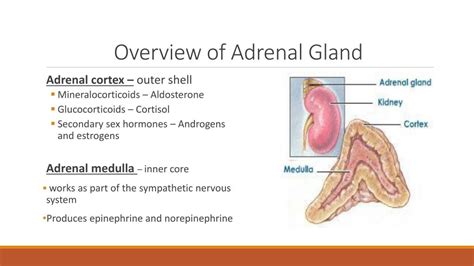 Disorders of adrenal gland - liofreaks