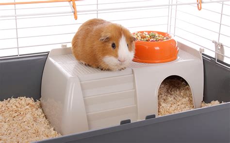 Best Indoor Guinea Pig Cage Models Reviewed - With Tips For Choosing