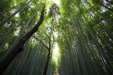 Forest or Nature Bathing: Ancient Practices, Modern Uses, and the ...