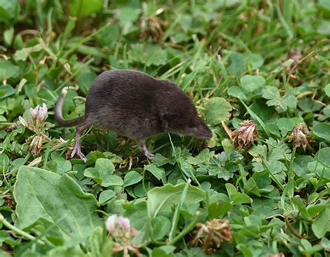 Voles and Shrews in the Garden | Wildlife Diary