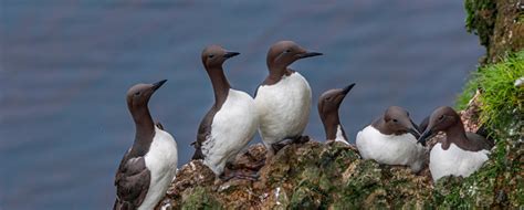 Annual Lifecycle of a Seabird - A winter break: life on the open sea ...