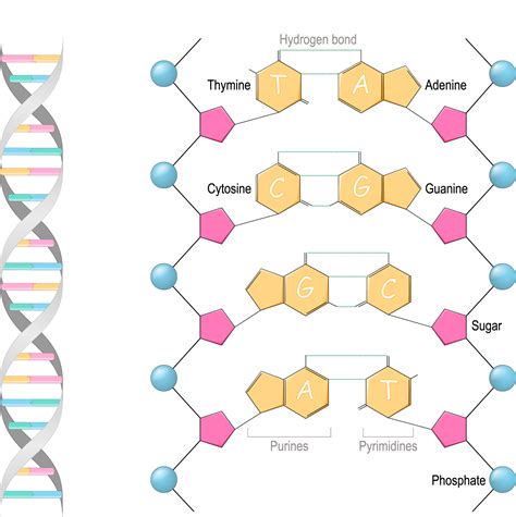 核苷_核苷酸_化学试剂_细胞生物学-默克生命科学