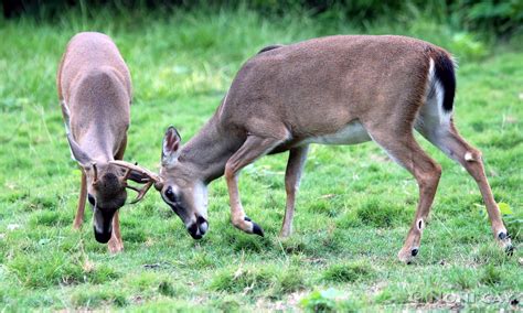 The National Key Deer Refuge, Big Pine Key | Noni Cay Photography