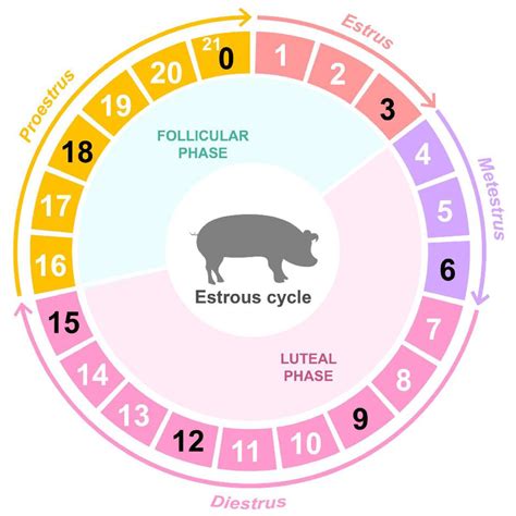 Animals | Free Full-Text | Time Series Ovarian Transcriptome Analyses ...