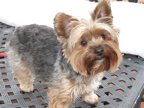 Yorkie Poo Grooming Styles Pictures - Pets Lovers