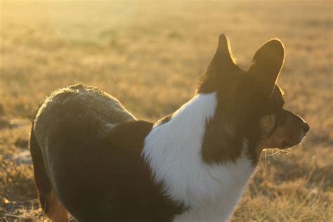 HD wallpaper: black, white, and brown corgi, sunrise, farm, dog, animal ...