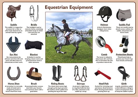 Know What Opportunity does Horse Riding Equipment Market is Holding?