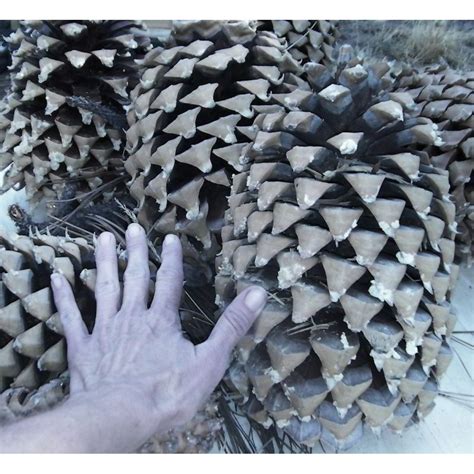 Gigantic Coulter Pine Cones, Very Large Decorative Pine cones, Digger ...