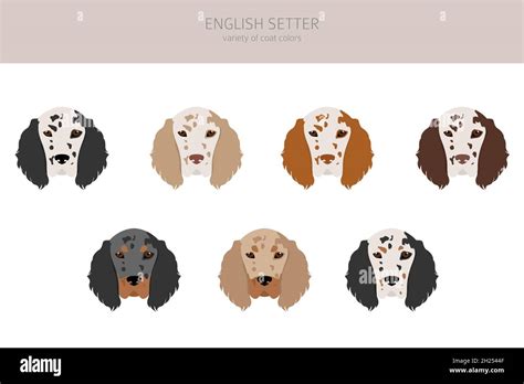 English setter clipart. Different poses, coat colors set. Vector ...