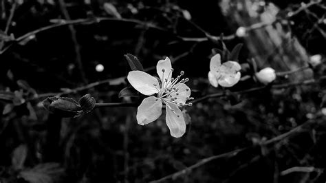 Cherry Blossom Black And White Wallpaper