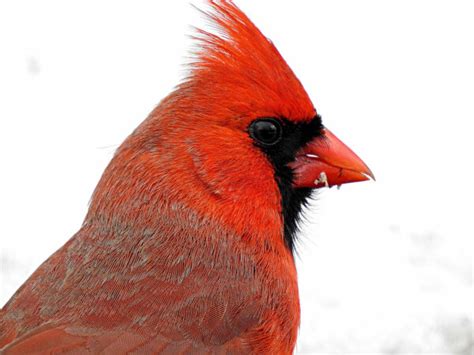 Red Male Cardinal - Natures Gate Photography