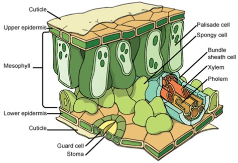 Leaf Structure and Function ( Read ) | Biology | CK-12 Foundation