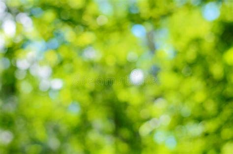 Blurred forest background stock photo. Image of beautiful - 41346238