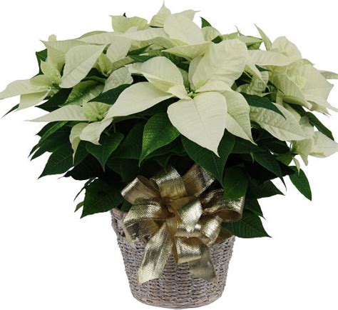 White Poinsettia #CPL5AA • Canada Flowers