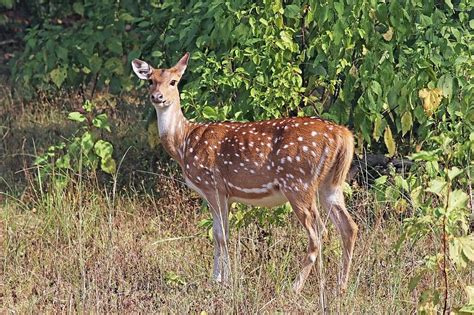 CHITAL DOE: Males are larger than females, and antlers are present only ...