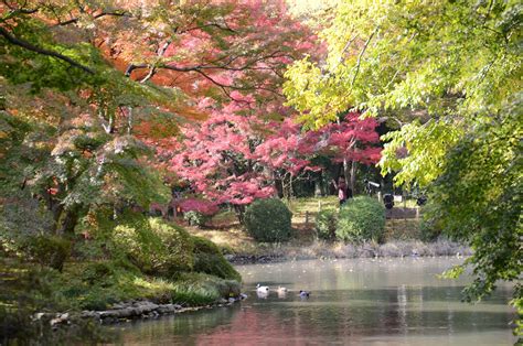 The University of Oxford Botanic Garden & Harcourt Arboretum: November 2012