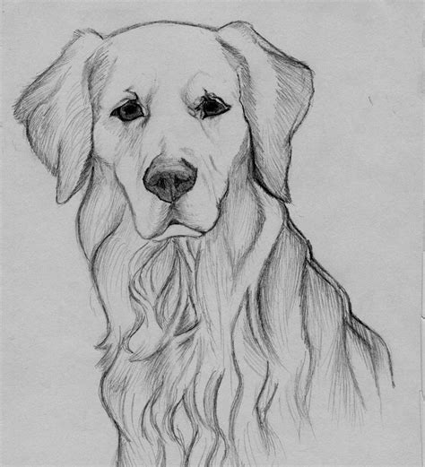 Kresba zlatého retrívera - ceruzkou | Animal drawings sketches, Animal ...