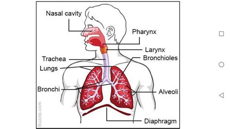 Respiratory System Flow Chart For Kids