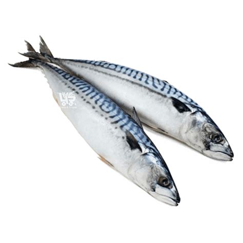 Galunggong (Scad Mackerel) – 4R FRESH AND FROZEN