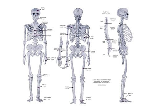 human body muscles pictures: Human Body Diagram Labeled