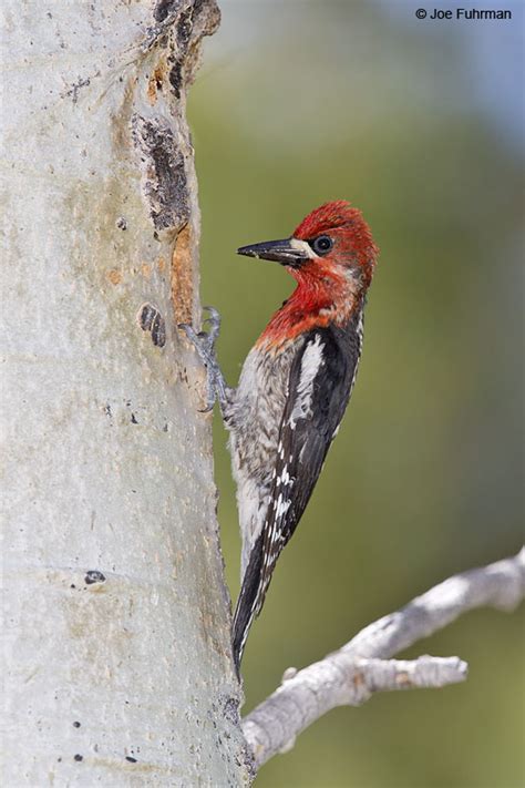 Red-breasted Sapsucker – Joe Fuhrman Photography