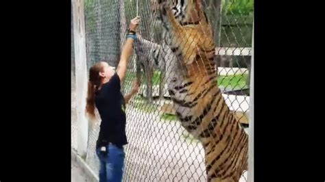 How Tall Is A Tiger Standing Up? New - Achievetampabay.org