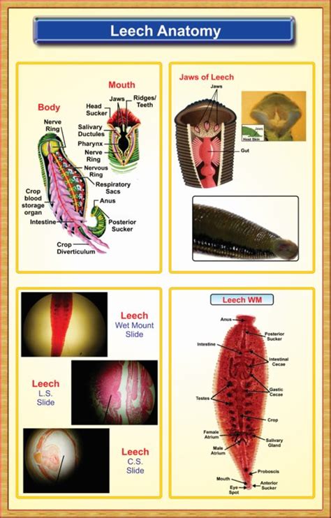 Leech-Anatomy – Iqbal Scientific Store