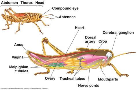 Arthropoda - Kingdom Animalia